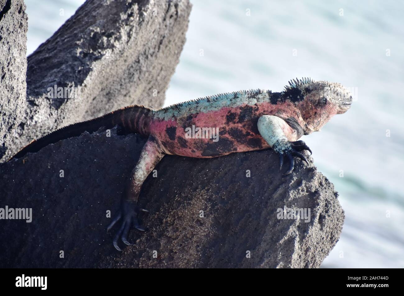 Photo inspiration: Iguana Breeding Reference: Mating Colors Hi Res Stock Photography And Images
