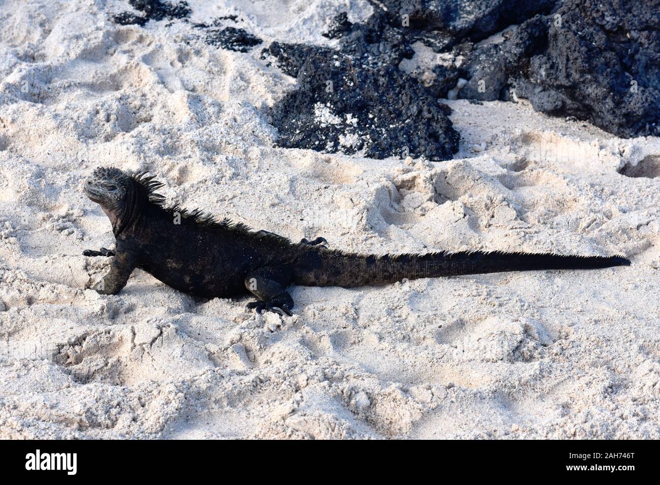 Marine iguana Amblyrhynchus cristatus walking on a sandy beach Stock Photo