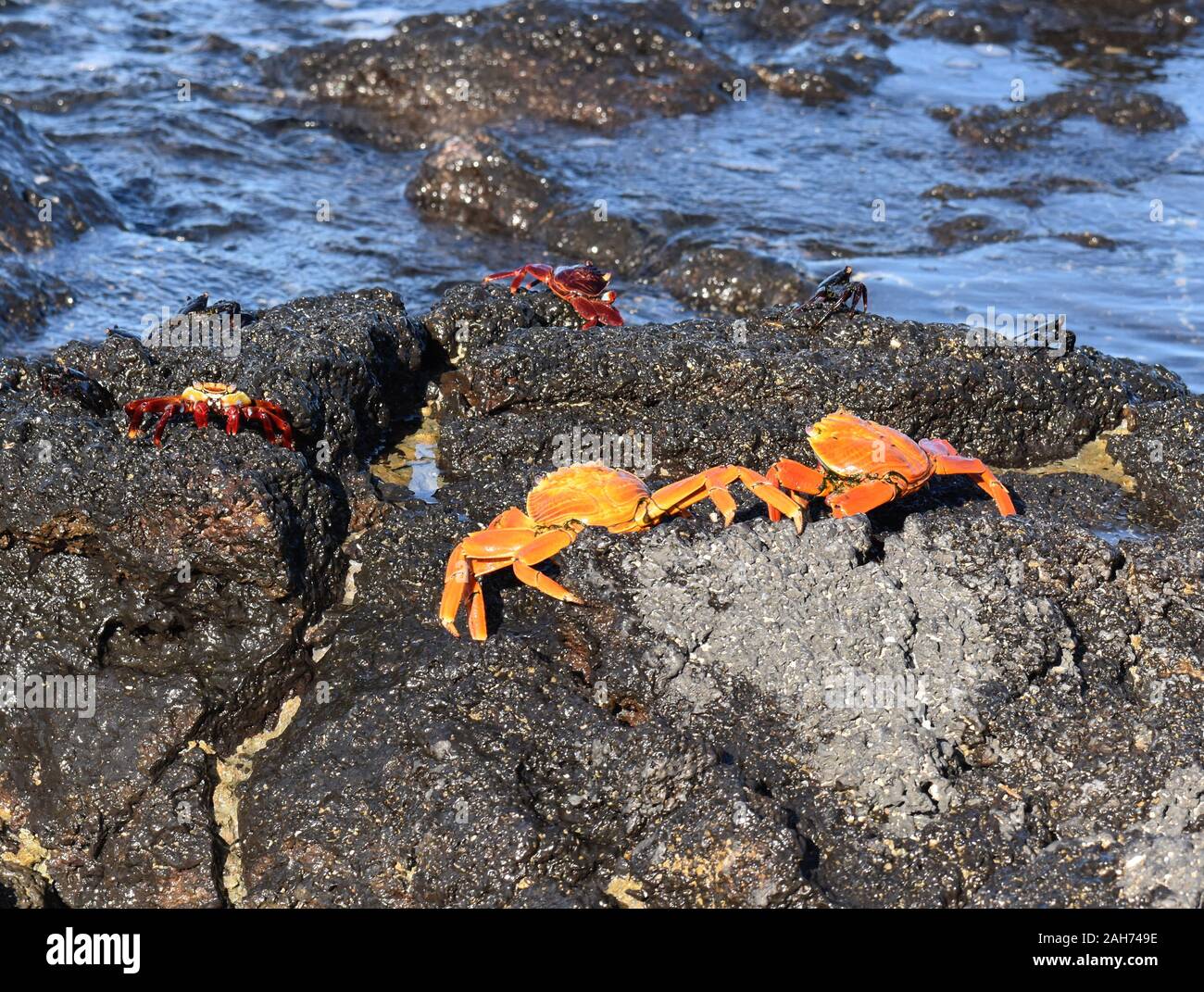 Sally lightfoot crabs Grapsus grapsus on rocks by the sea Stock Photo