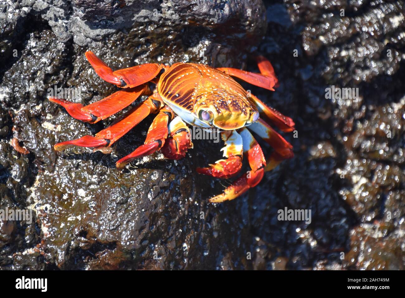 Closeup on orange colored Sally lightfoot crab Grapsus grapsus on a rock Stock Photo