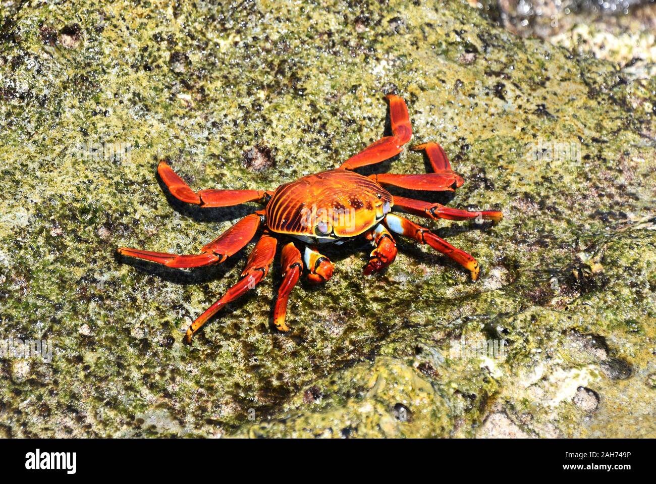 Closeup on orange colored Sally lightfoot crab Grapsus grapsus on a rock Stock Photo