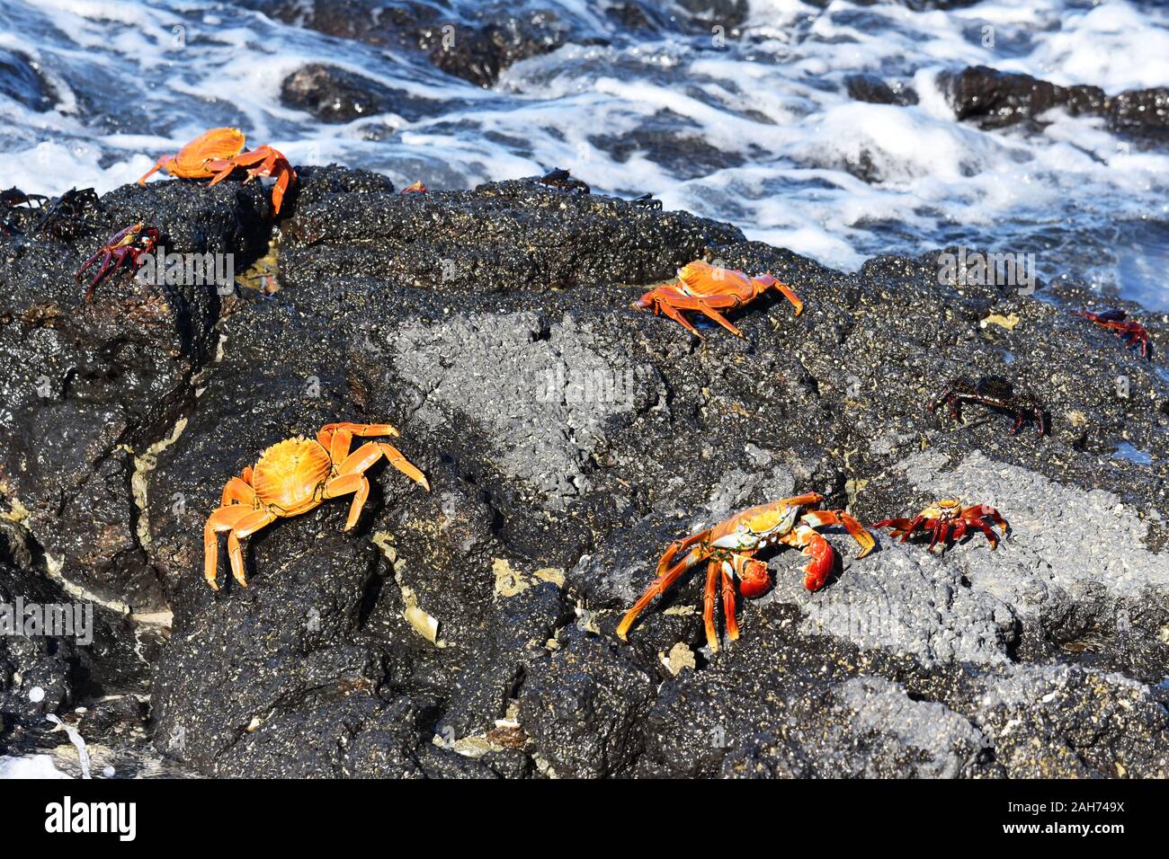 Sally lightfoot crabs Grapsus grapsus on rocks by the sea Stock Photo