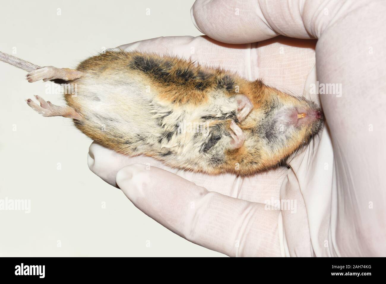 Person with gloves holding a dead mouse Stock Photo