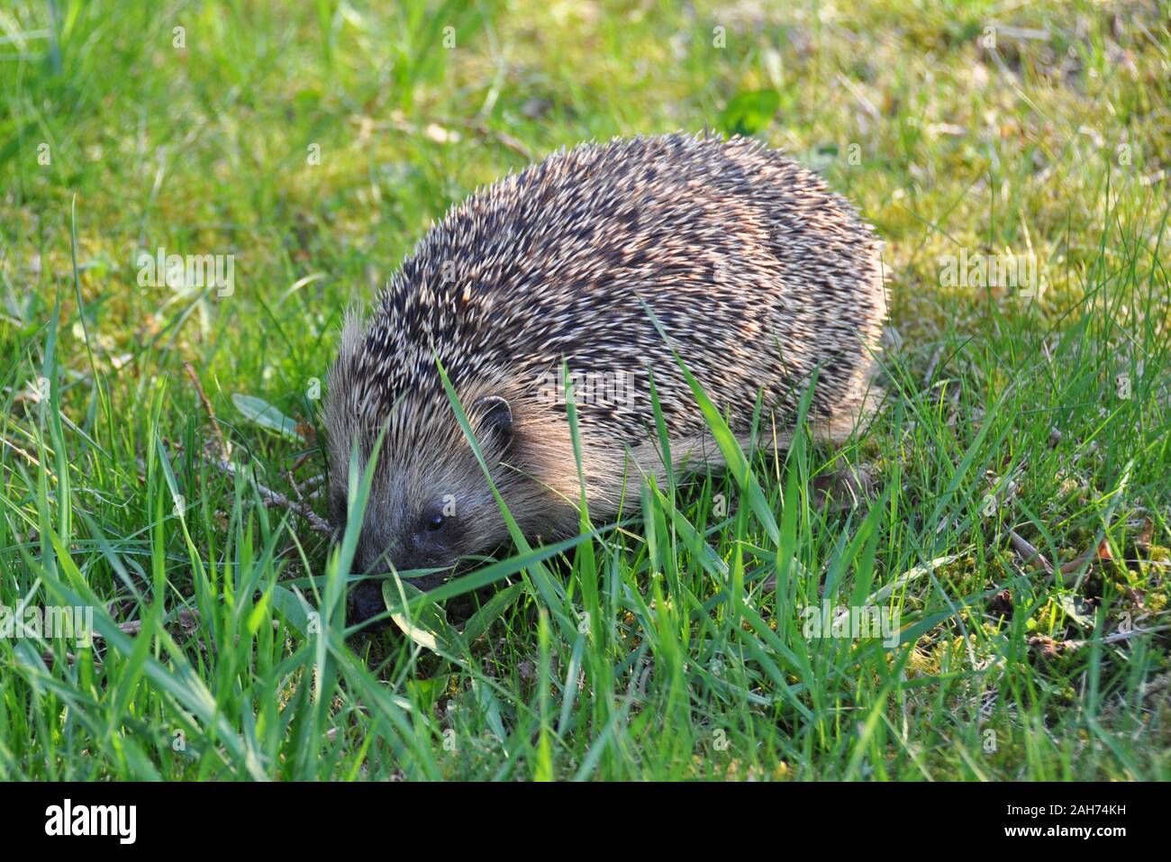 Hedgehog serching for food on a lawn Stock Photo