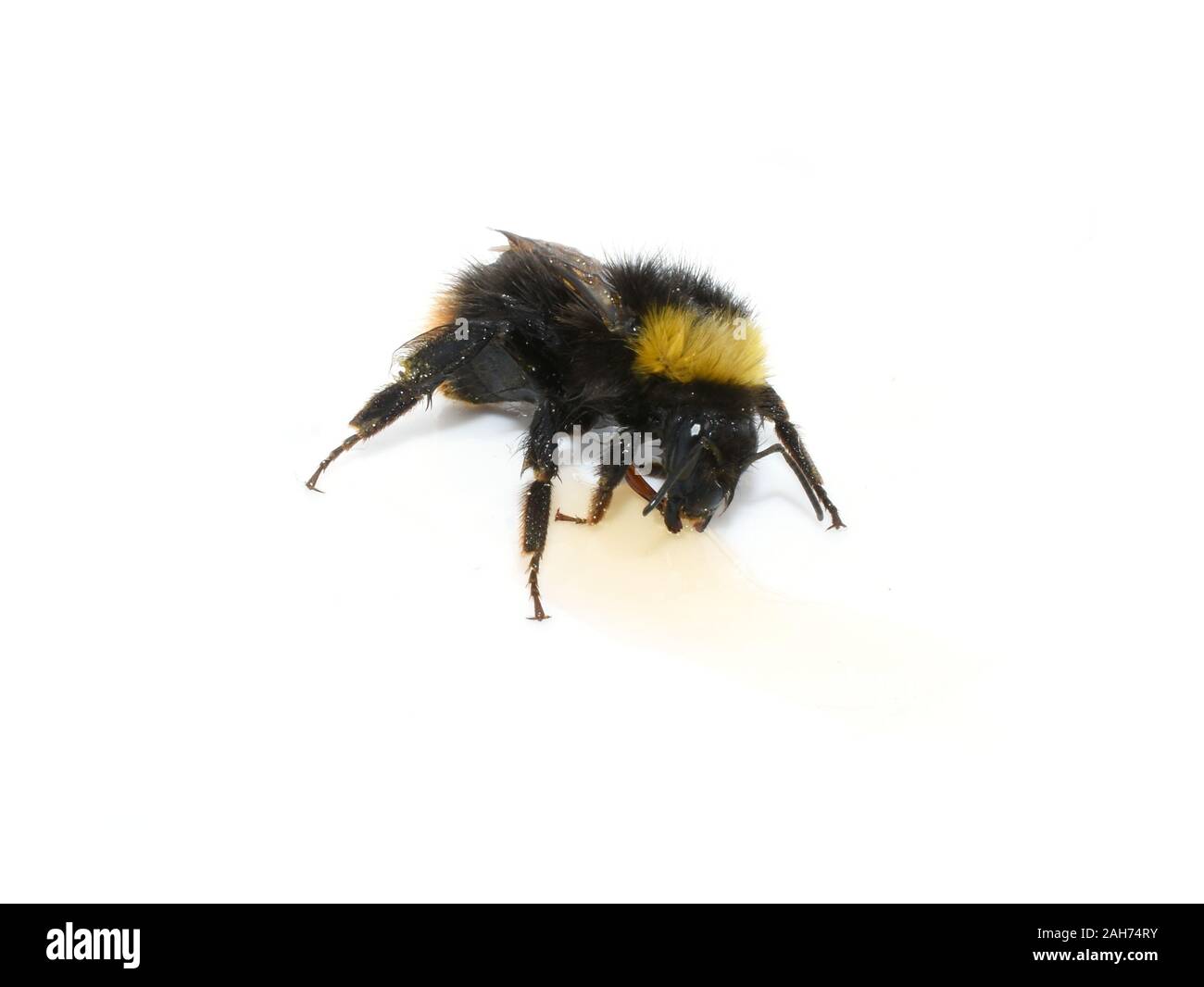 Bumblebee drinking sugar solution to recover from energy loss Stock Photo