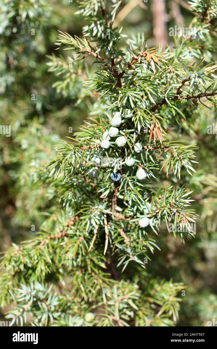 Close-up on branches of Common juniper Juniperus communis Stock Photo