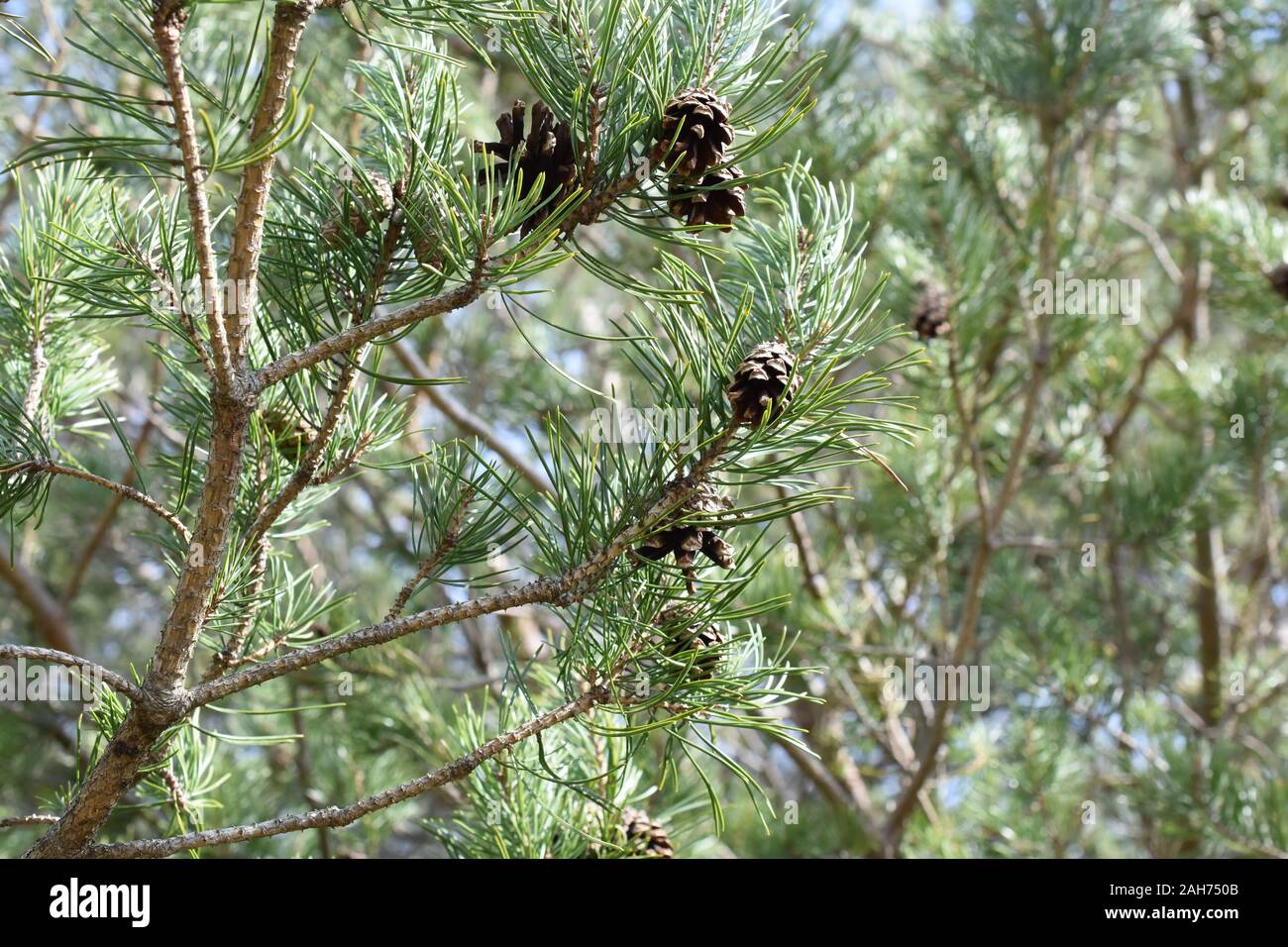 Closeup on pine branches pinus sylvestris  with brown cones Stock Photo