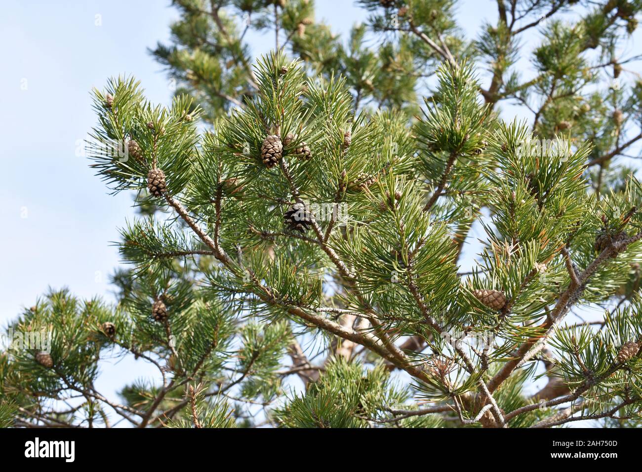 Closeup on pine branches pinus sylvestris  with brown cones Stock Photo
