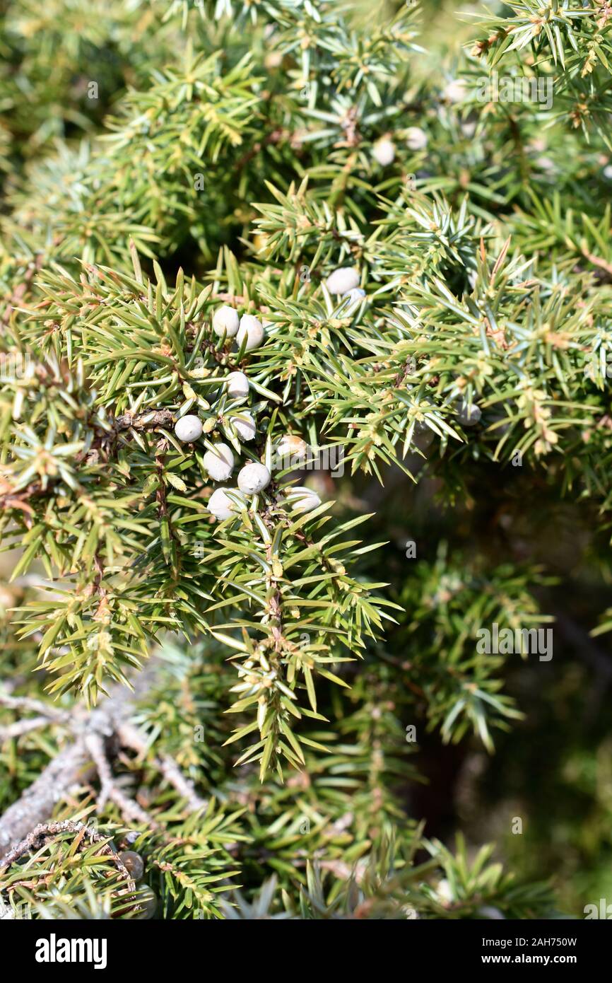 Close-up on branches of Common juniper Juniperus communis Stock Photo