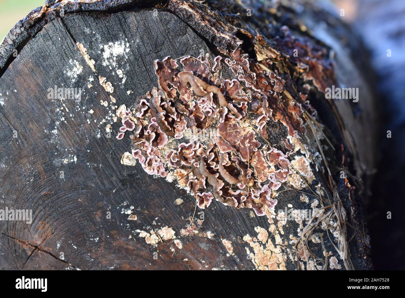 Silver leaf fungus Chondrostereum purpureum growing on a log Stock Photo