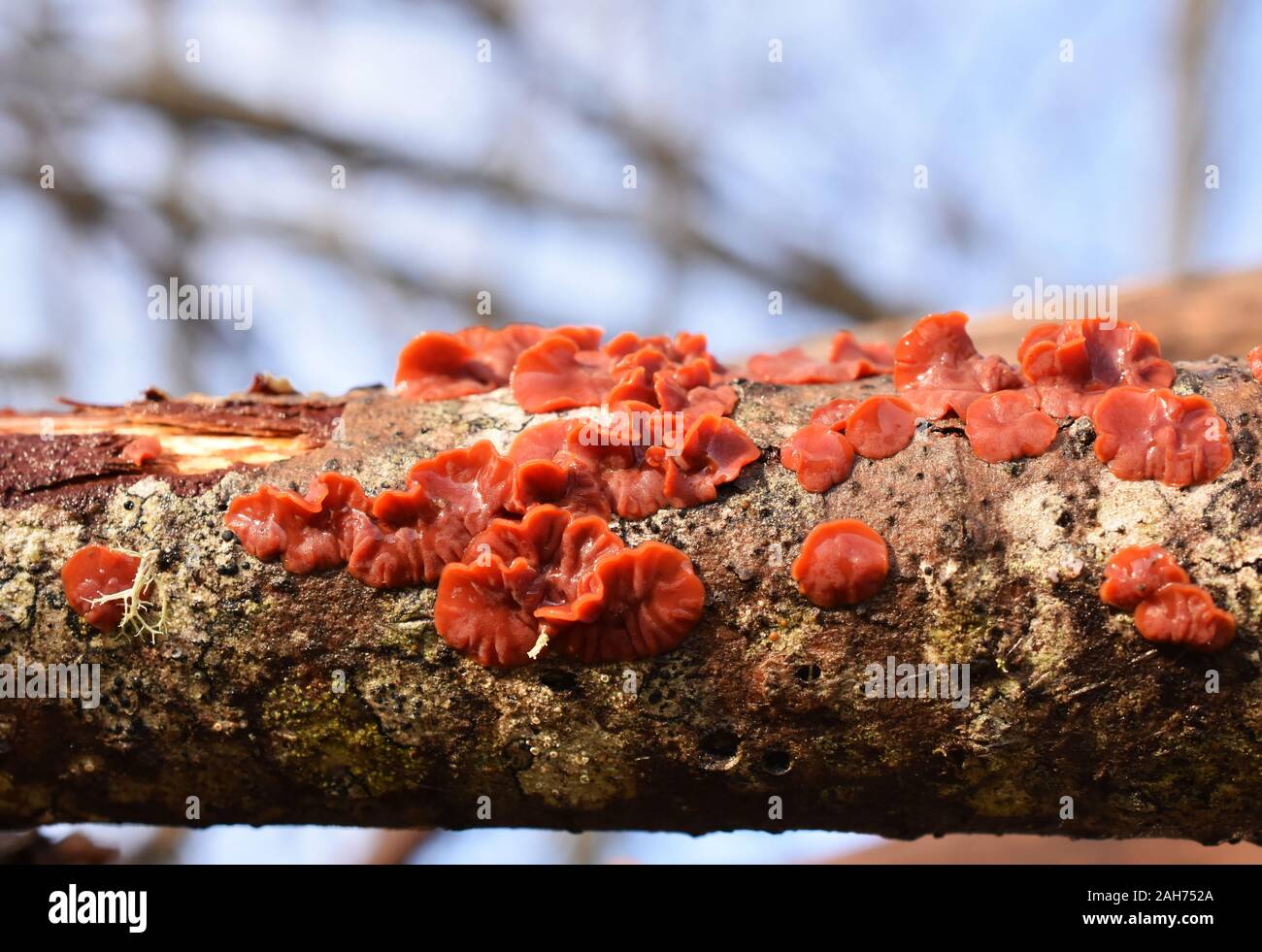 Cytidia salicina  scarlet splash fungus on a tree stem Stock Photo