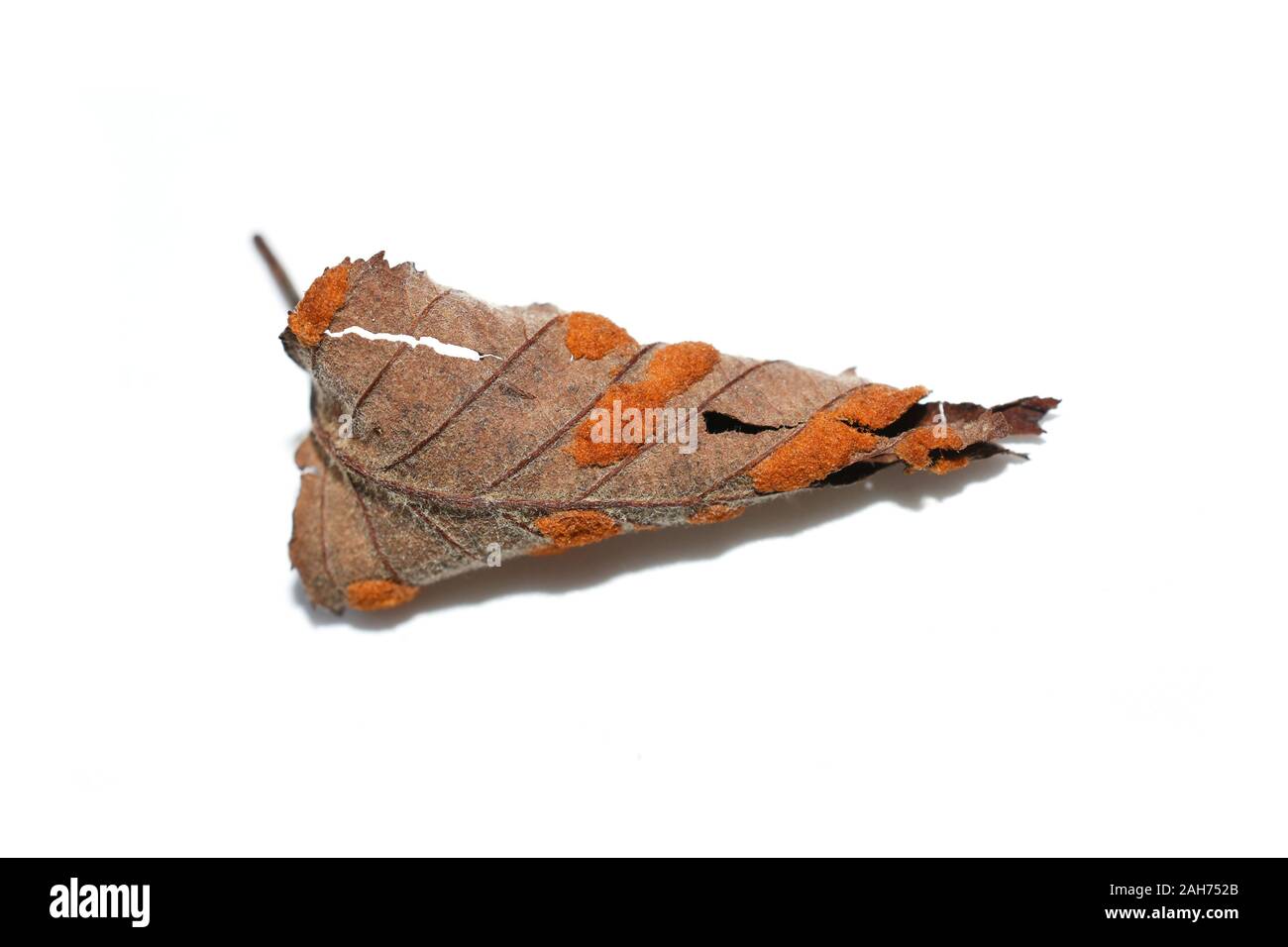 The rust fungus Melampsoridium hiratsukanum on the dead leaf of an alder tree Stock Photo