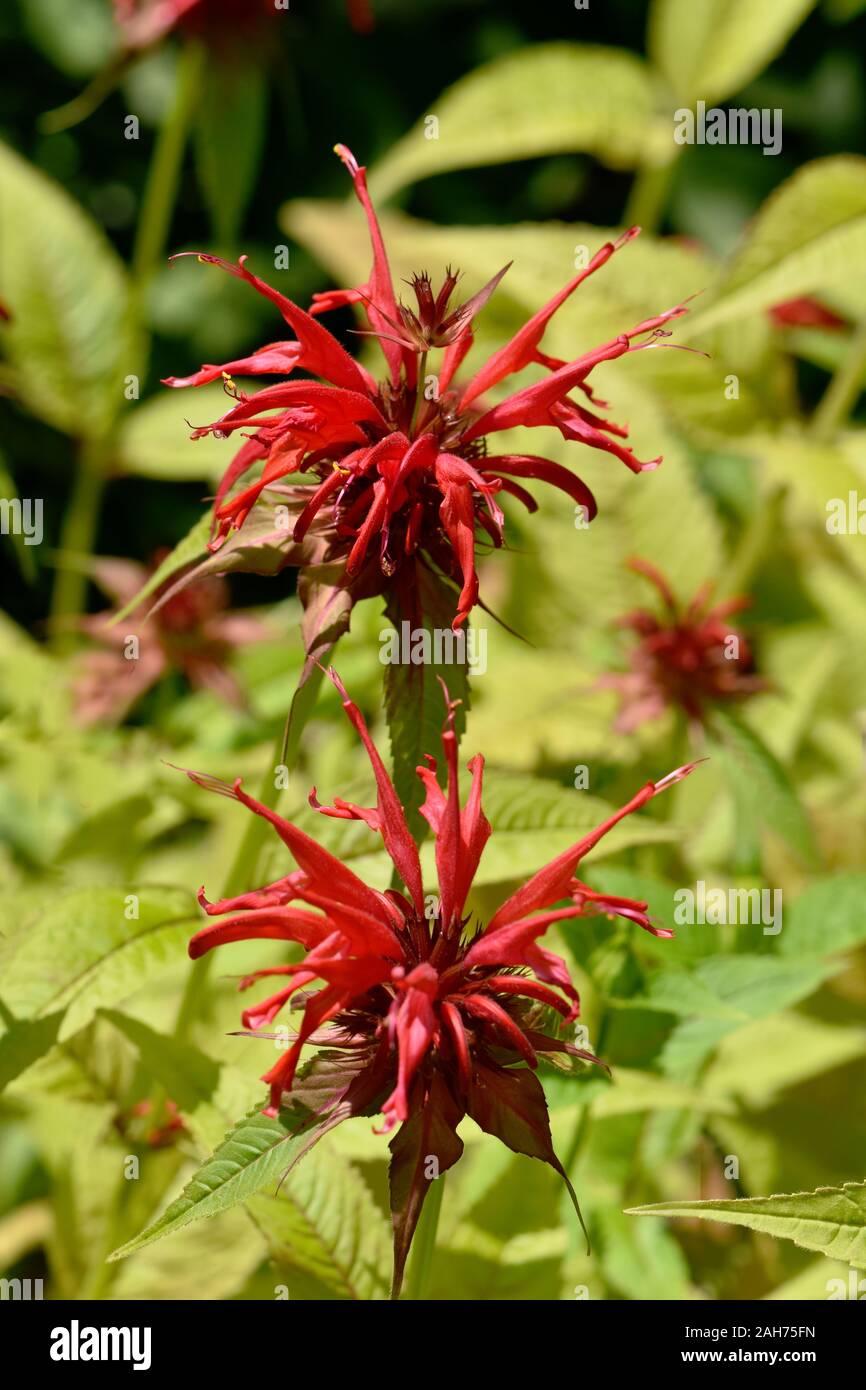 Closeup on red flower crimson beebalm Monarda didyma Stock Photo