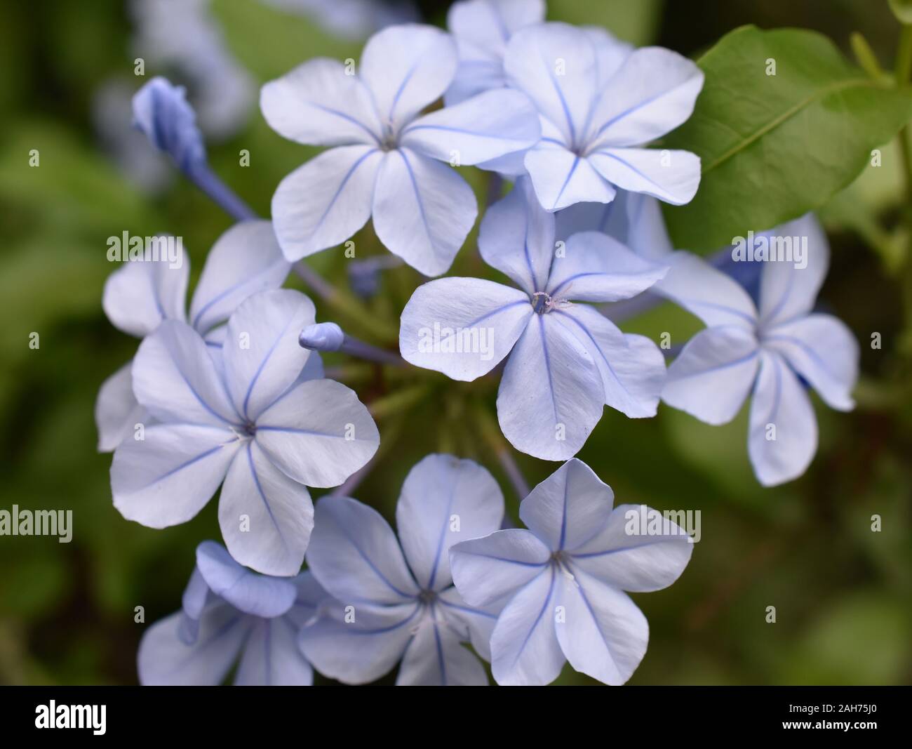 Closeup on blue cape plumbago auriculata flowers Stock Photo