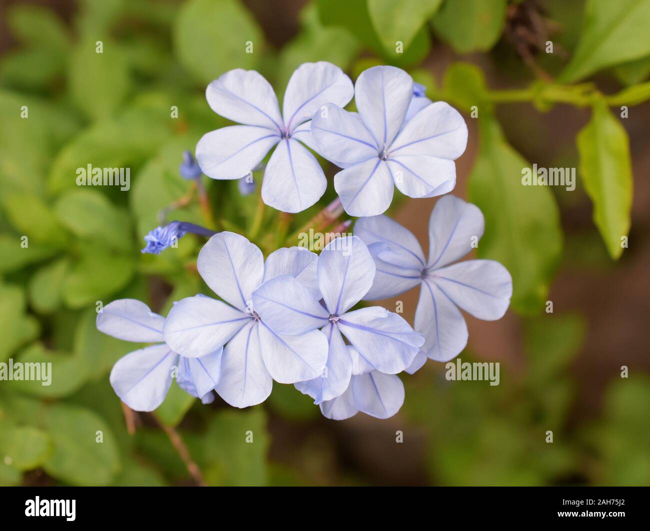 Closeup on blue cape plumbago auriculata flowers Stock Photo