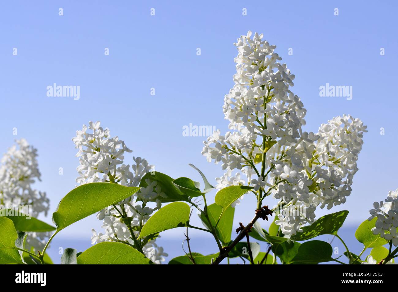 white syringa vulgaris bush flowering in a garden in springtime Stock Photo