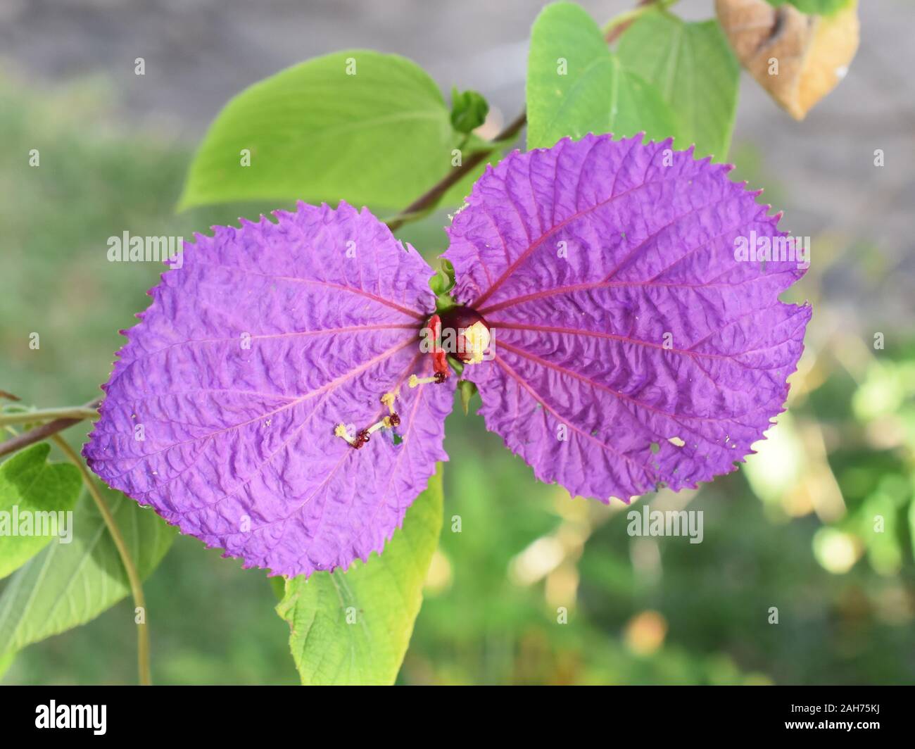 Flowering purple wing vine Dalecampia dioscoreifolia Stock Photo