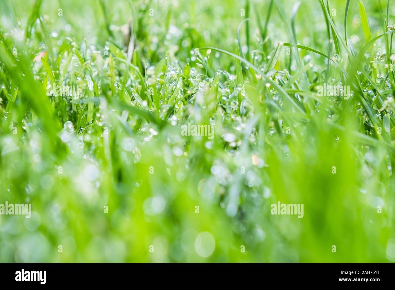 Close Up Of Fresh Grass With Water Drops In The Early Morning Stock ...