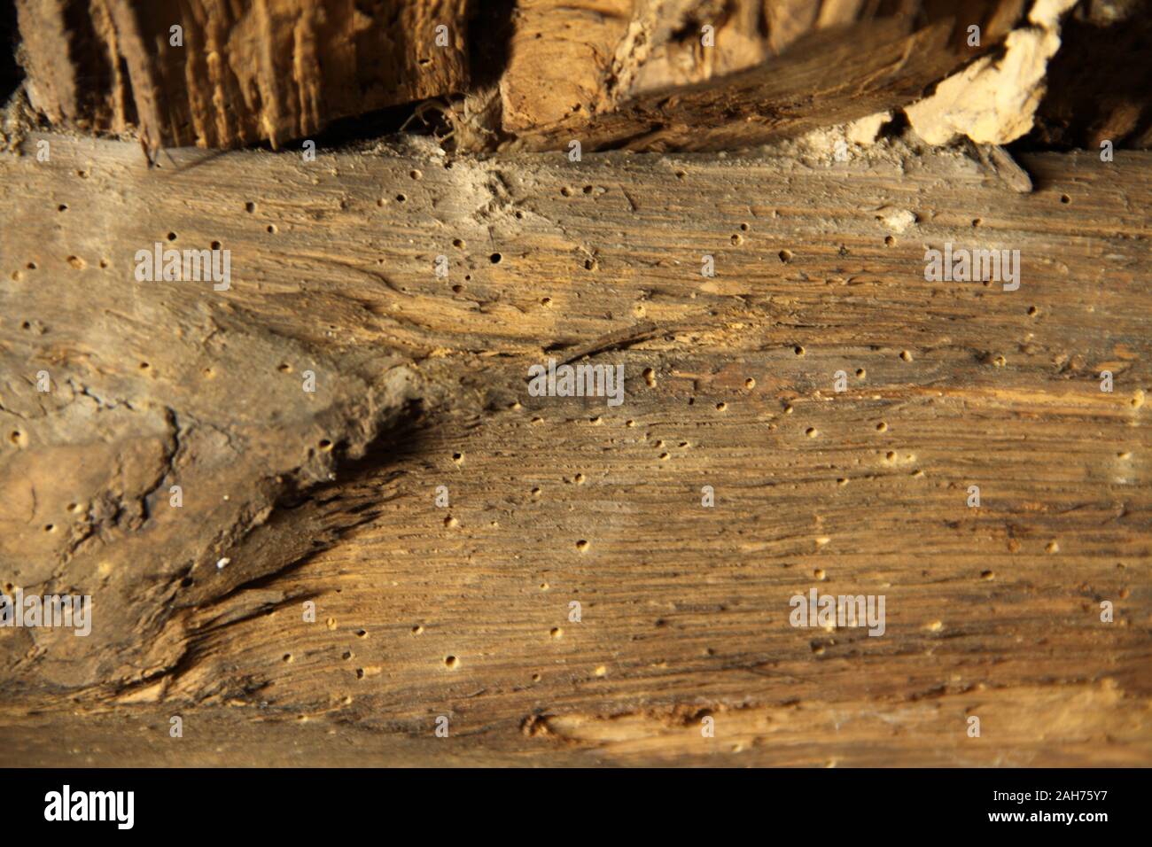 Worm holes in timber hires stock photography and images Alamy