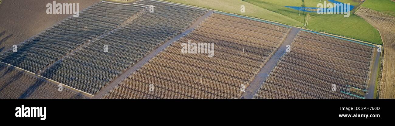Aerial view of farm crop harvest of strawberry fruit plant in ...