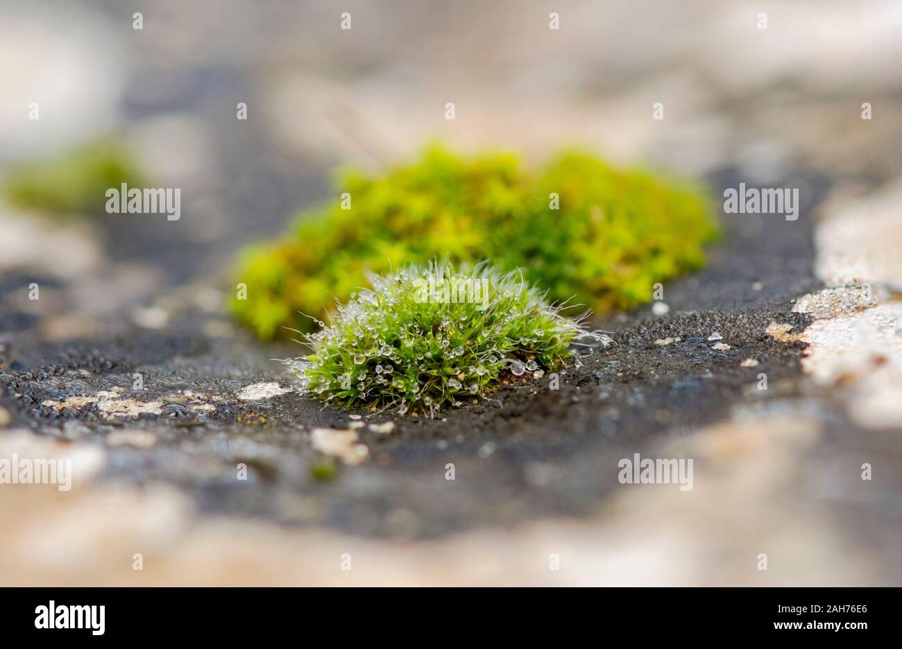 Peat moss, Clump of moss, Sphagnum, on rock underground. Spain. Stock Photo