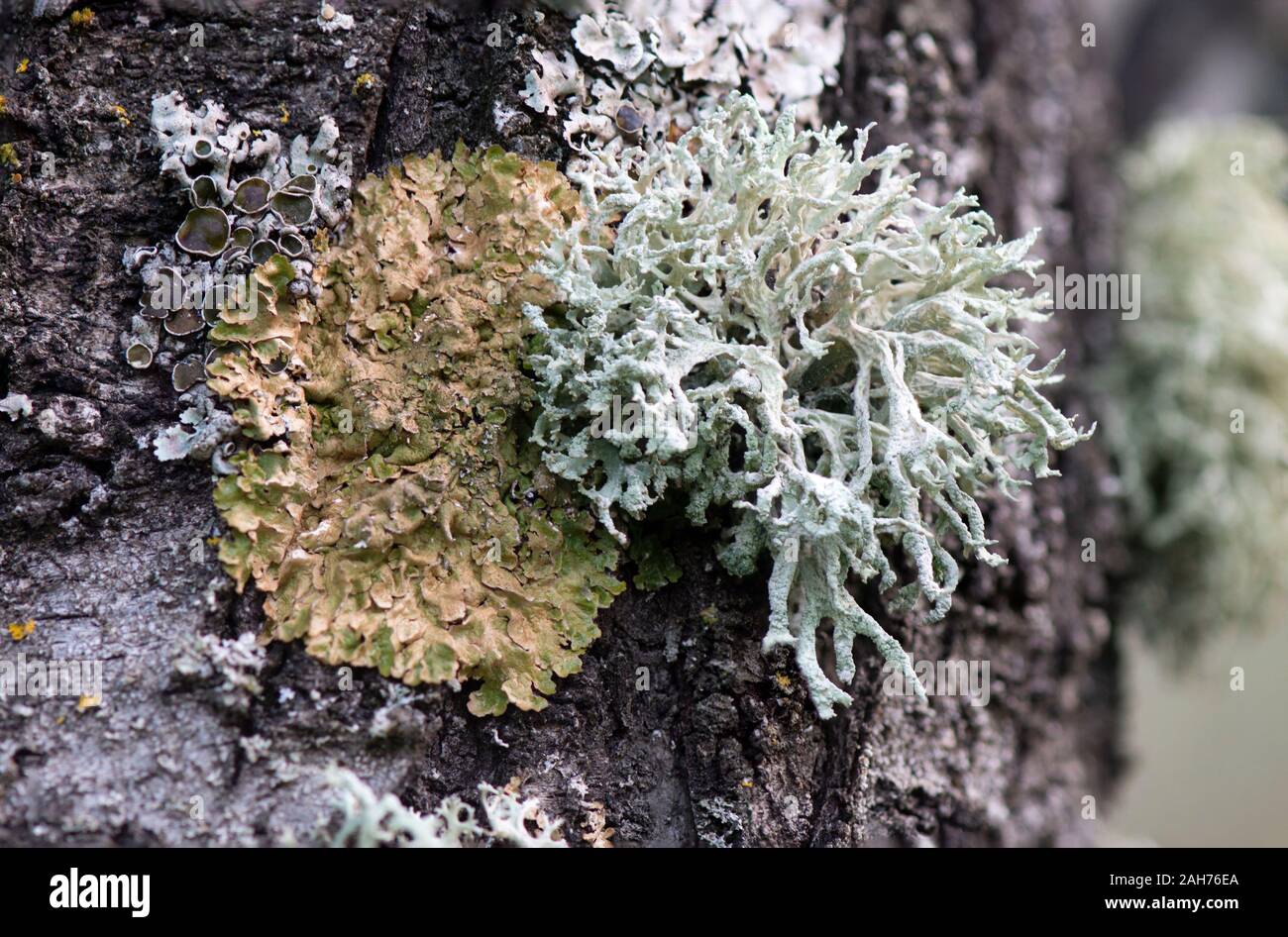 Rock covered with different species of lichen on a trunk. Spain Stock ...