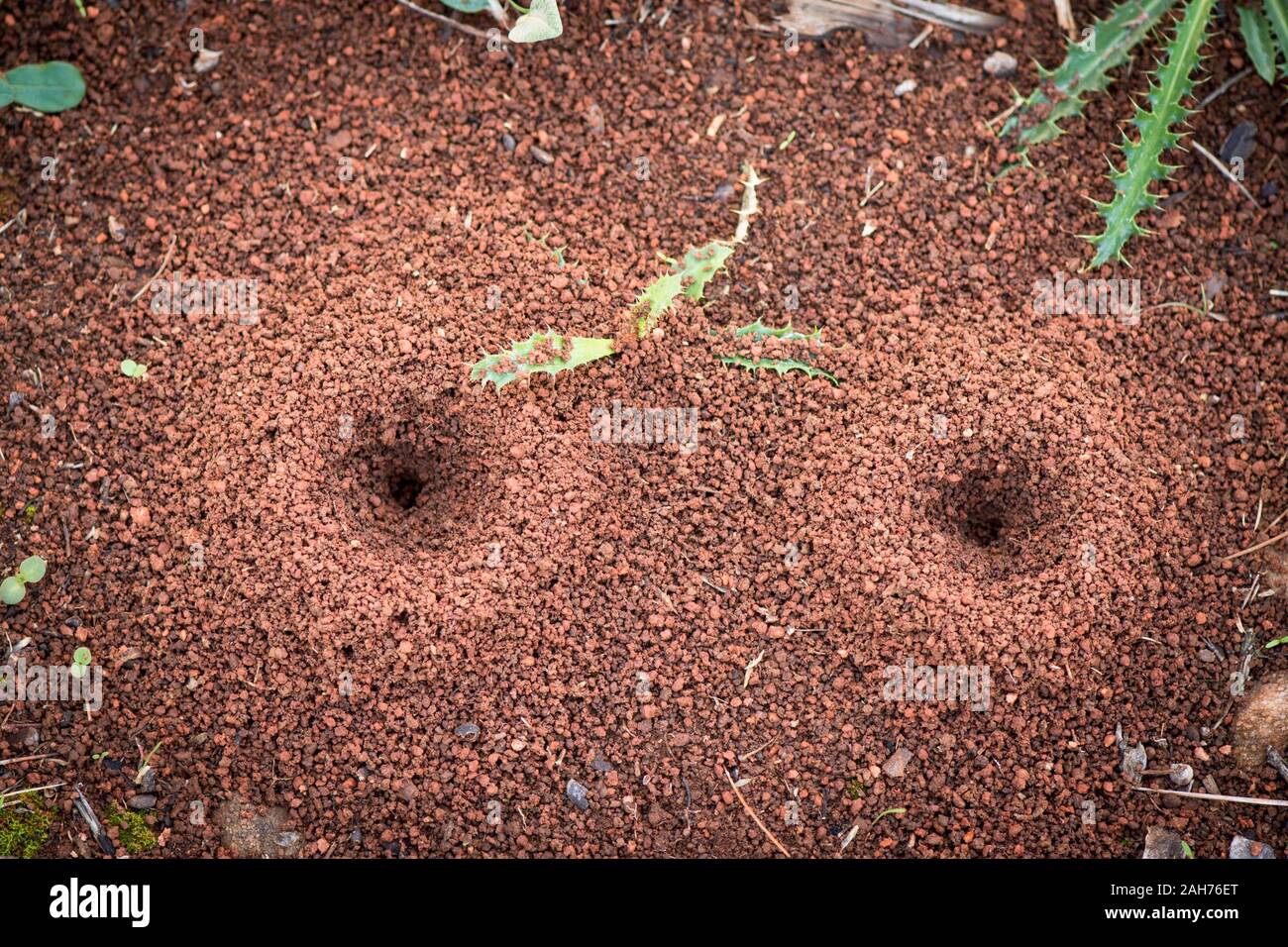 Two holes in soil of black ant nest Stock Photo