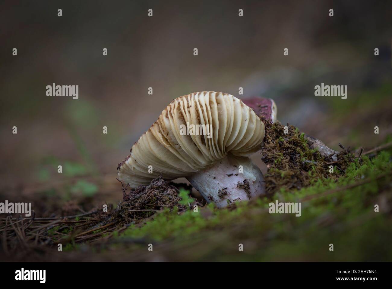 Wild mushroom, russula species, in forest coming out of moss. Spain. Stock Photo