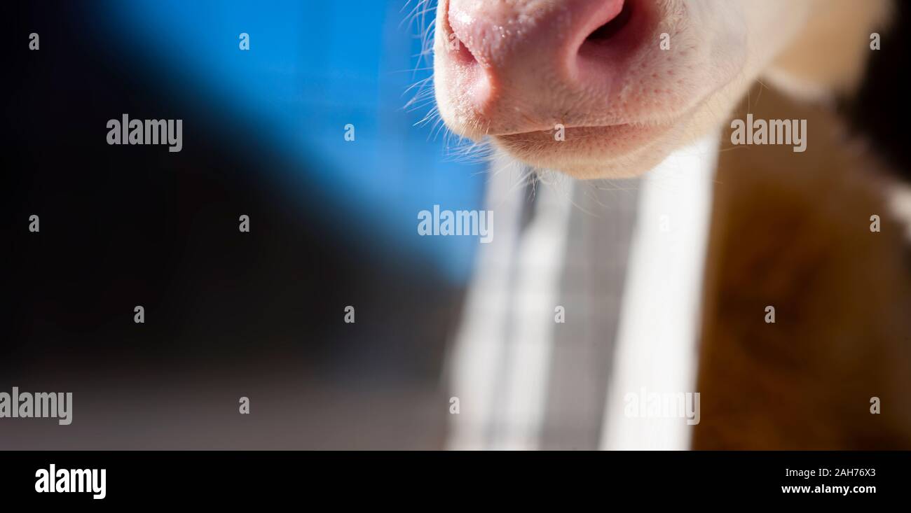Pink Nose Of A Cow High Resolution Stock Photography and Images - Alamy