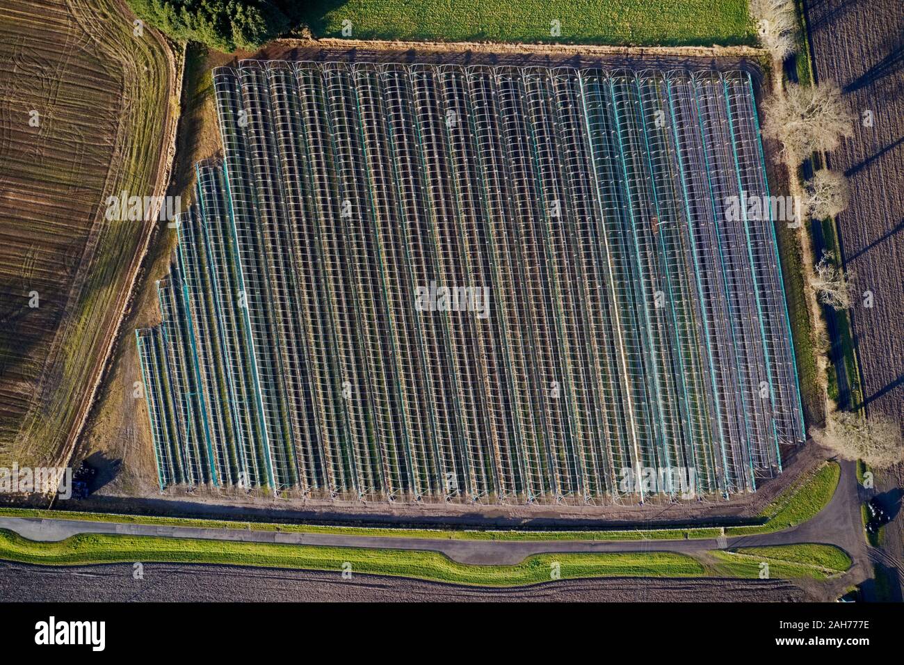 Aerial view of farm crop harvest of strawberry fruit plant in ...