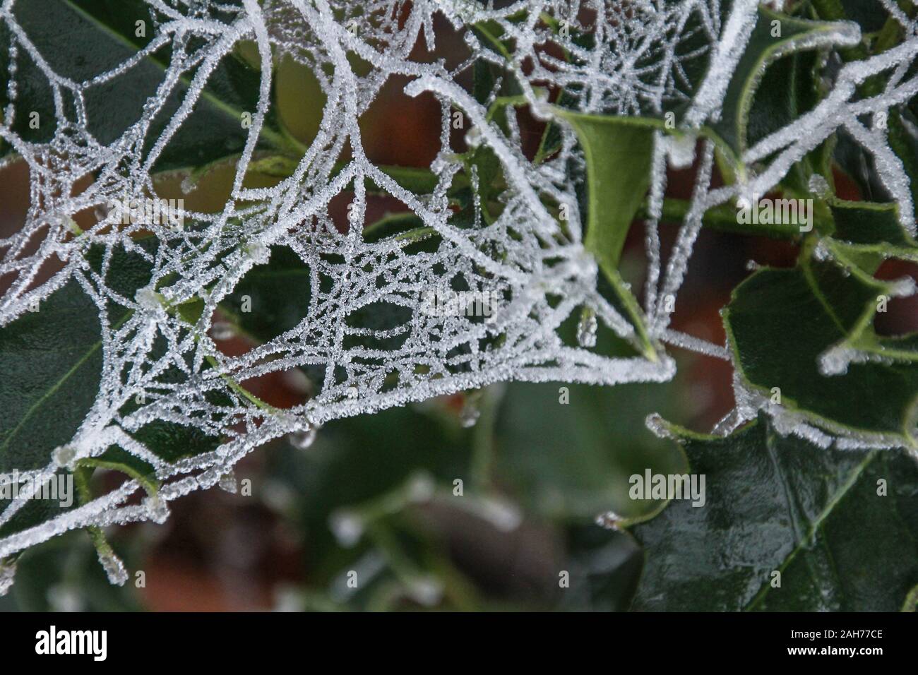 Spider web christmas tree hi-res stock photography and images - Alamy