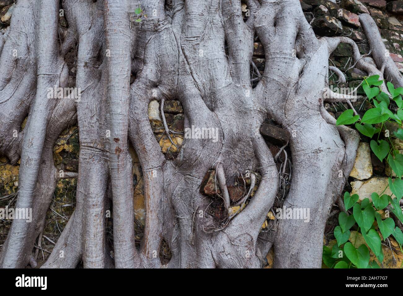 Detail of roots of big Banyan tree ingrown in brick wall in Puducherry, South India Stock Photo