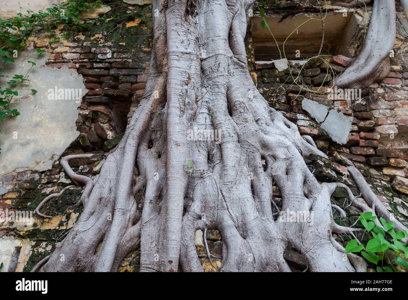 Detail of roots of big Banyan tree ingrown in brick wall in Puducherry, South India Stock Photo