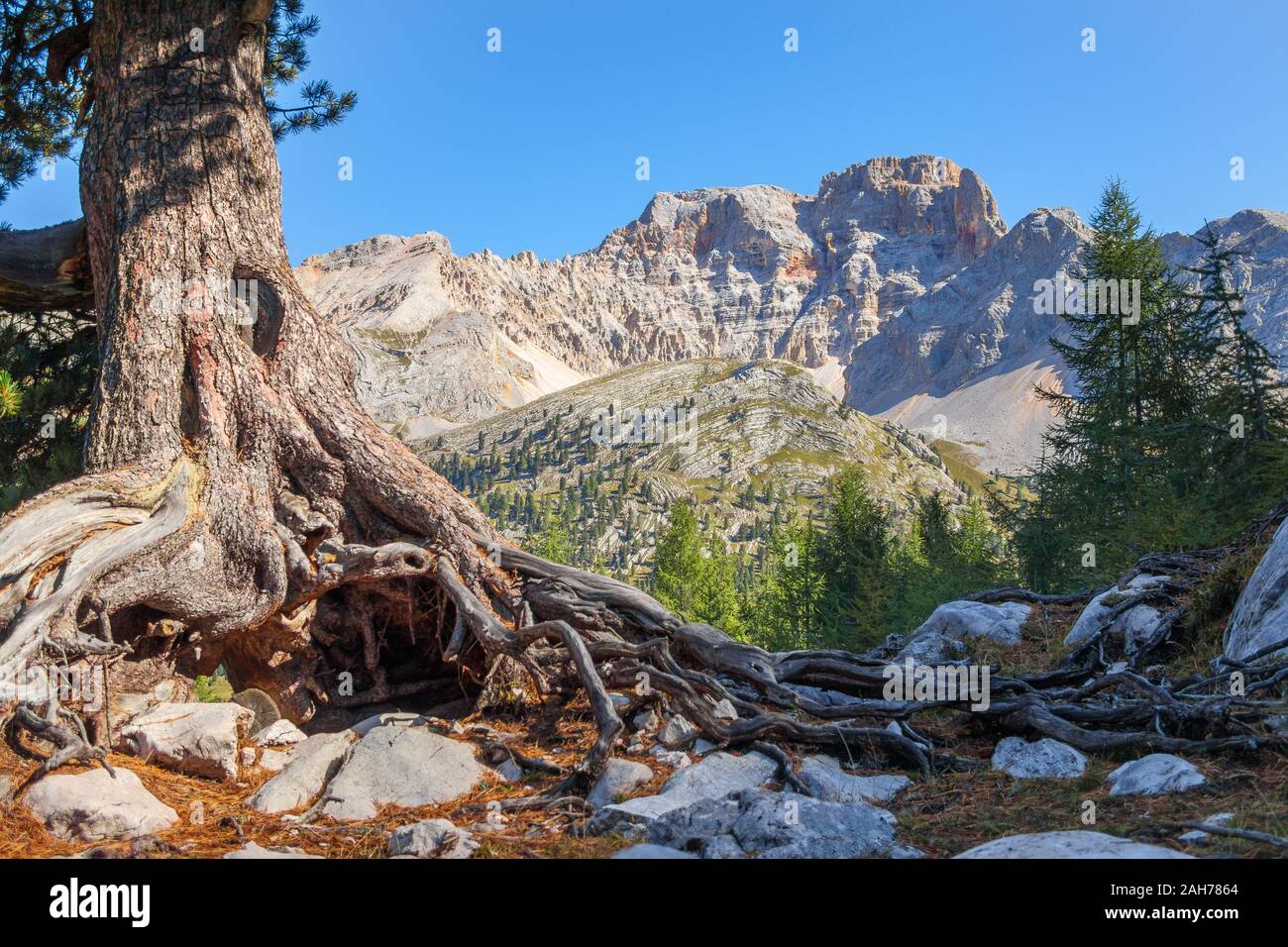 Pinus cembra centenary tree. Woodland near Ra Stua. View on Croda Rossa peak. The Natural Park of the Ampezzo Dolomites. Italian Alps. Europe. Stock Photo