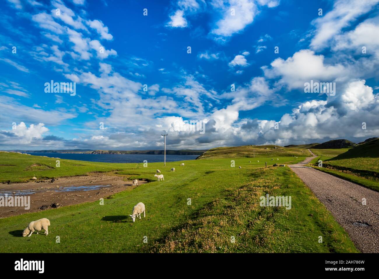 Scottish landscape with a flock of white sheeps and a solitary road under a blue sky with clouds in the late afternoon light Stock Photo