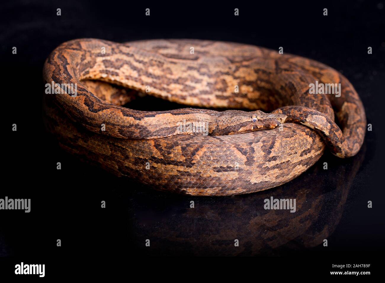 Candoia New Guinea tree boa (Candoia carinata carinata) isolated on black ...
