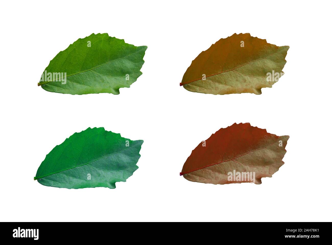 Green leaf on white background Stock Photo Alamy