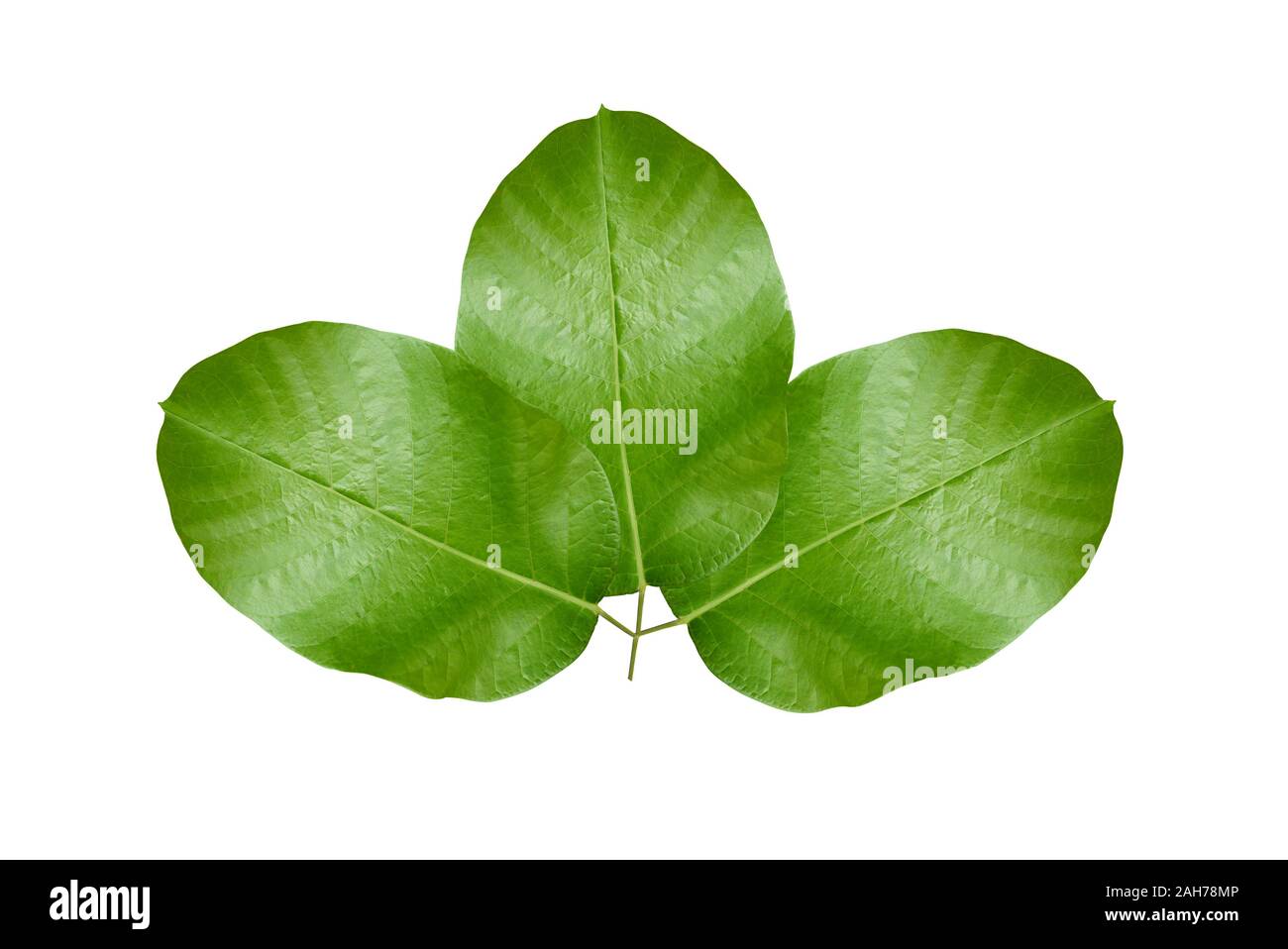 Green leaf on white background Stock Photo Alamy