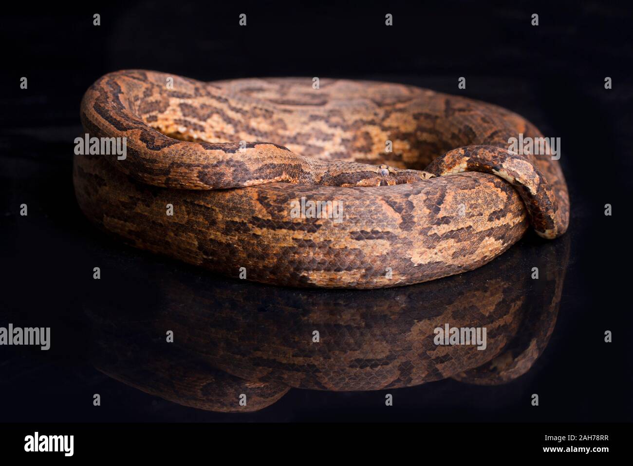 New Guinea tree boa (Candoia carinata carinata) isolated on black