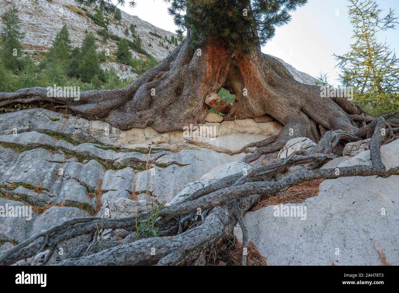 Pinus cembra centenary tree. Woodland near Ra Stua. The Natural Park of the Ampezzo Dolomites. Italian Alps. Europe. Stock Photo