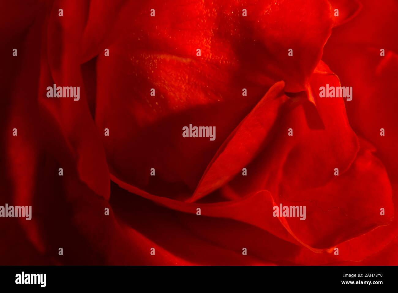 Close up of the blossom and petals of a red rose Stock Photo - Alamy
