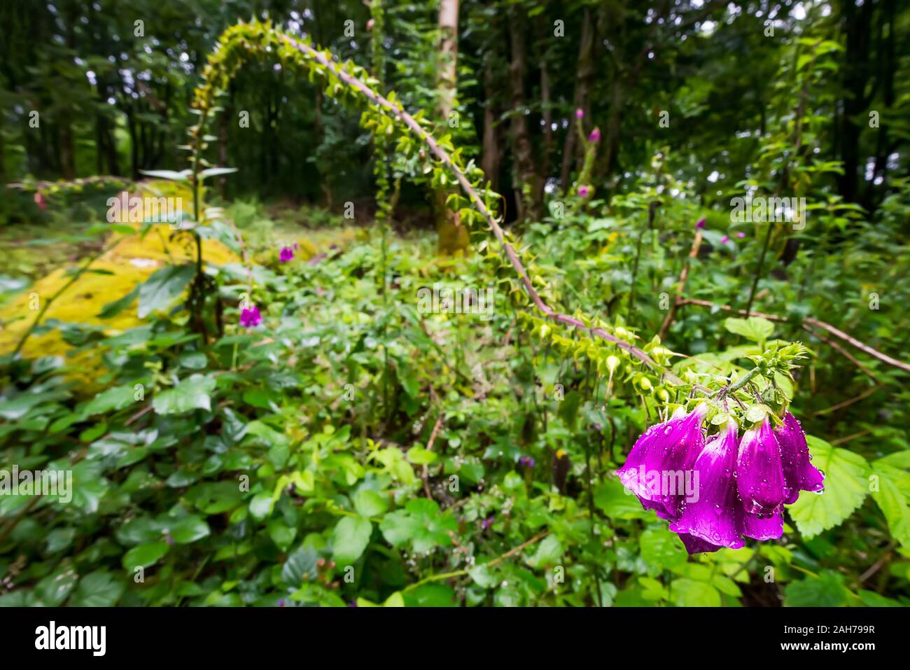 Close up of a purple bellflower in a wood among lavishly green underbush Stock Photo