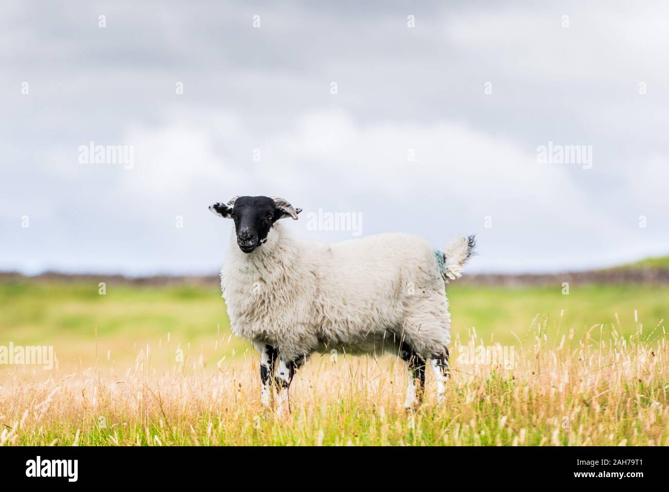 A scottish blackface sheep is standing in a pasture under a cloudy sky Stock Photo