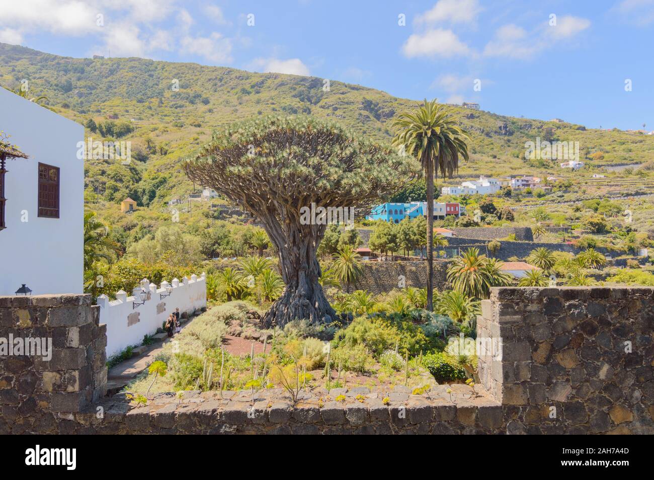 Millennial Drago Tree Next To A Palm Tree Symbol Of The Village Of Icod De Los Vinos Seen From The Balcony Of The Church. April 14, 2019. Icod De Los Stock Photo