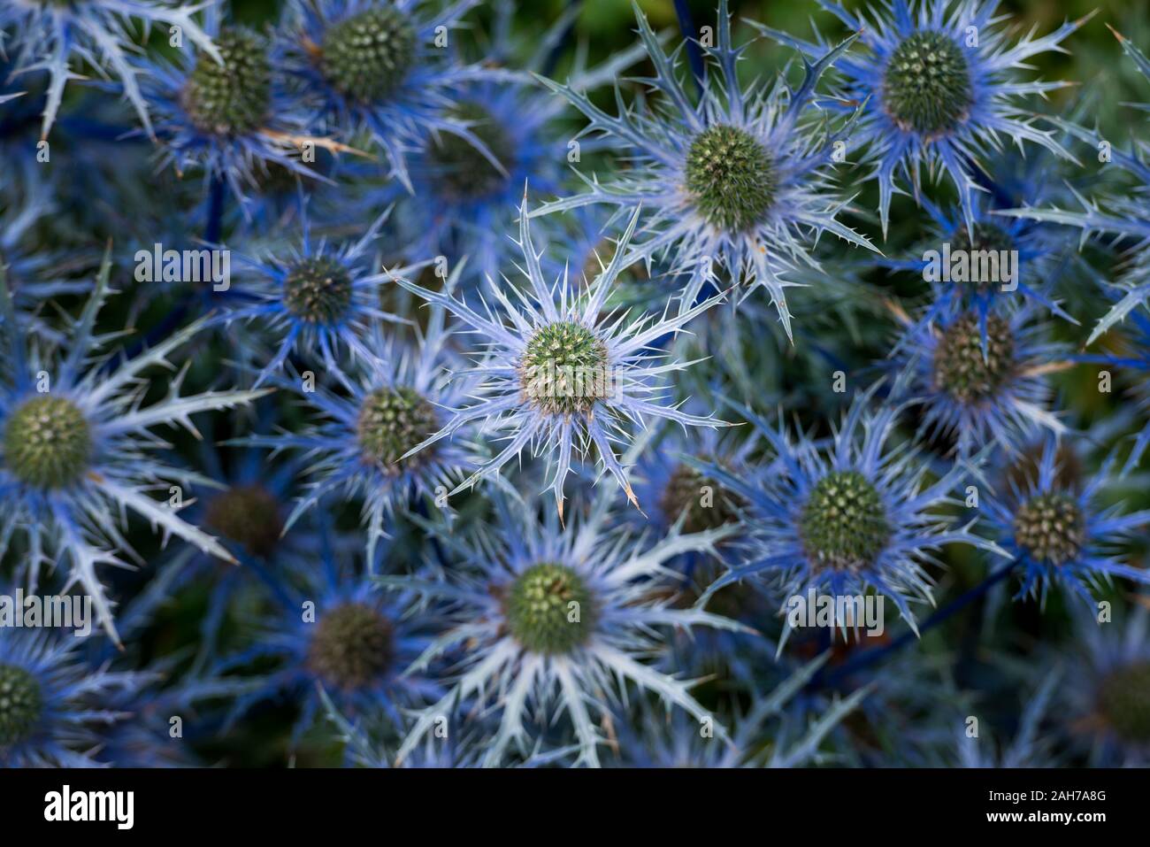 Close up of a bush of blue eryngium flowers Stock Photo