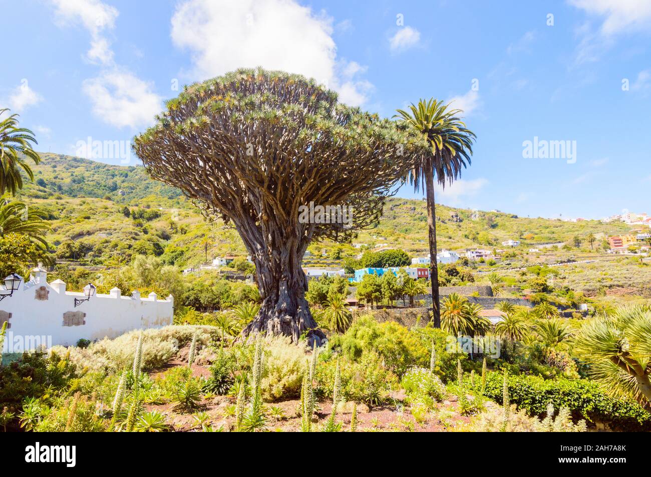 Millennial Drago Tree Next To A Palm Tree Symbol Of The Village Of Icod De Los Vinos. April 14, 2019. Icod De Los Vinos, Santa Cruz De Tenerife Spain Stock Photo