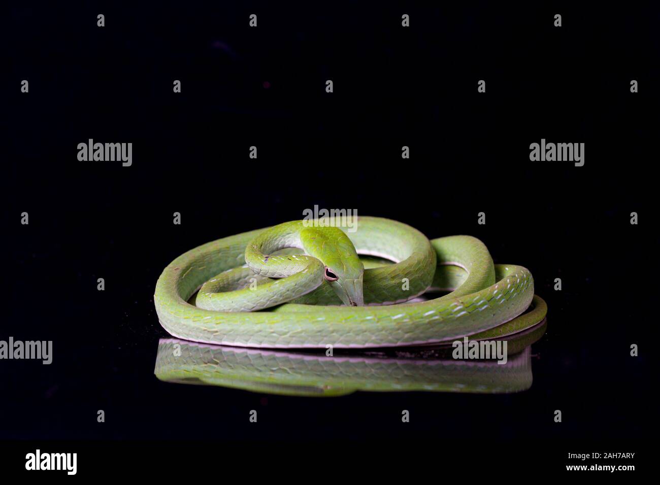 Green Vine Snake Pet Hi res Stock Photography And Images Alamy green-vine-snake-pet-hi-res-stock-photography-and-images-alamy