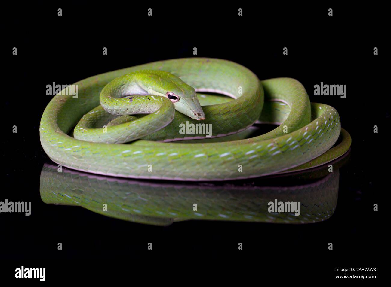 Green Vine Snake Pet Hi res Stock Photography And Images Alamy green-vine-snake-pet-hi-res-stock-photography-and-images-alamy