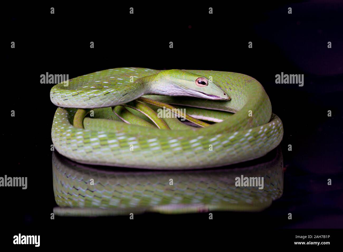 Green Vine Snake Pet Hi res Stock Photography And Images Alamy green-vine-snake-pet-hi-res-stock-photography-and-images-alamy