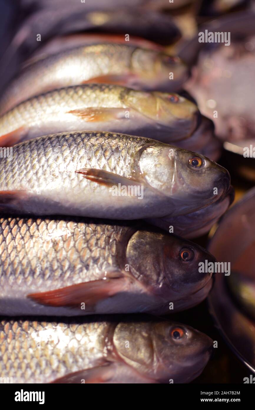 Indian Fresh Fish Big Market in Maharashtra Stock Photo Alamy